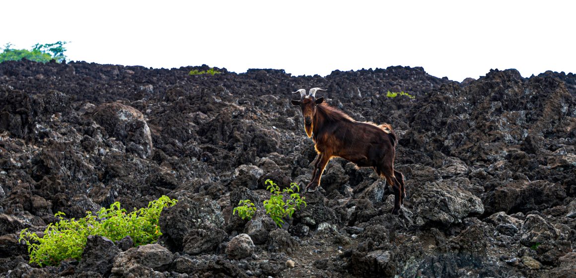 SAY HELLO TO THE WILD GOATS OF HAWAII