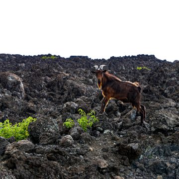 SAY HELLO TO THE WILD GOATS OF HAWAII