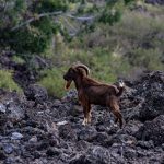 THE WILD GOATS OF HAWAII