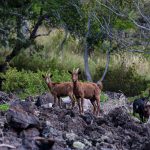 THE WILD GOATS OF HAWAII