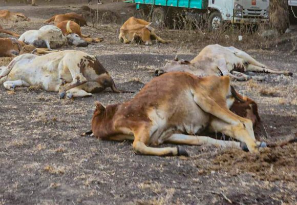 KENYA SHOULD USE THE CONVERGENCE OF GREEN AND BLUE ECONOMY TO COMBAT DROUGHT