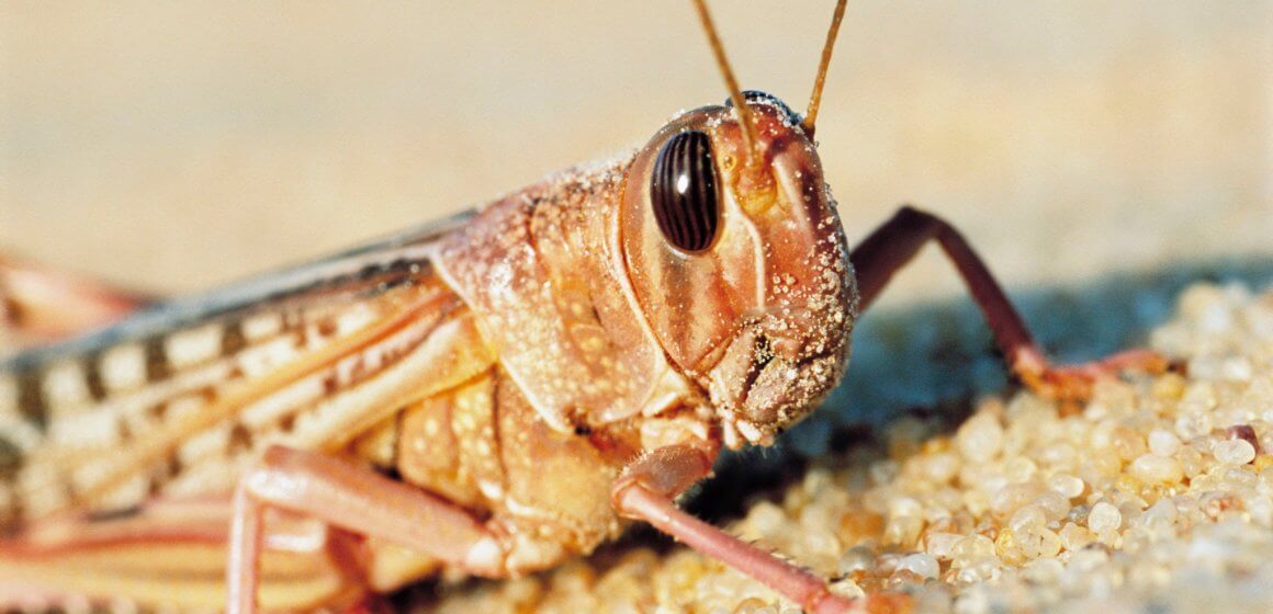 Don’t Let Locusts Eat Our Lunch Again