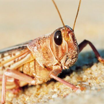 Don’t Let Locusts Eat Our Lunch Again