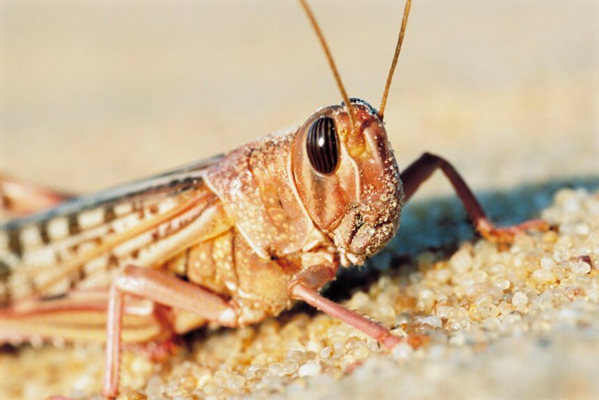 Don’t Let Locusts Eat Our Lunch Again