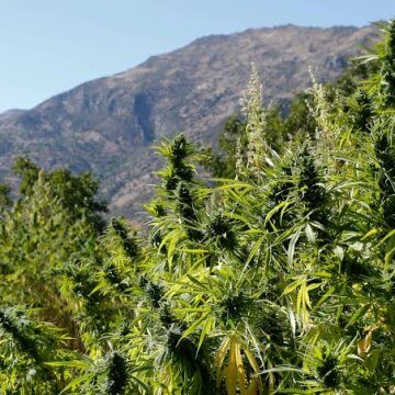 Morocco Reaps First Legal Cannabis Harvest: Dozens Missing After New Nigerian Abduction