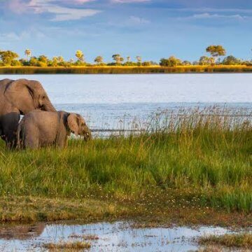 Botswana in Dispute With Germany Over Elephants; Zimbabwe Declares Drought National Disaster