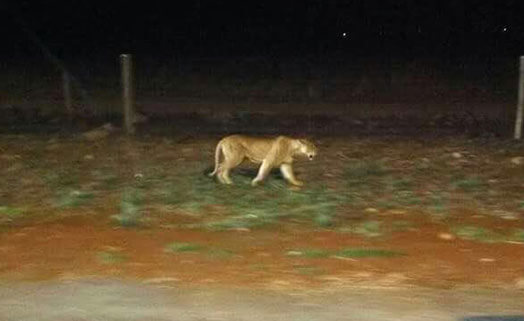 KWS Urges Caution After 3 Lions Spotted in Lang’ata; Kenya Enhances Security with Acquisition of Modern APCs
