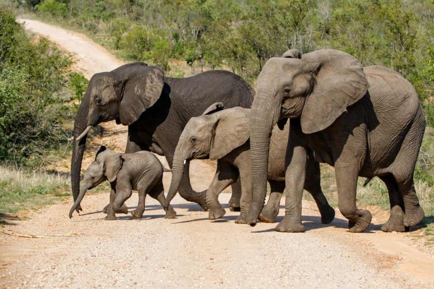 Spanish Tourist Killed By Elephants at South African Park