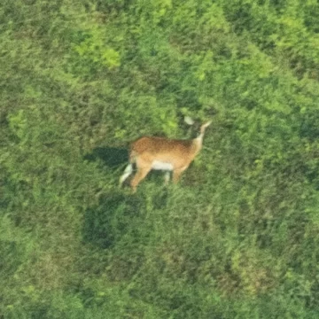 Africa’s Ghost Antelope Captured on Camera for the First Time in History