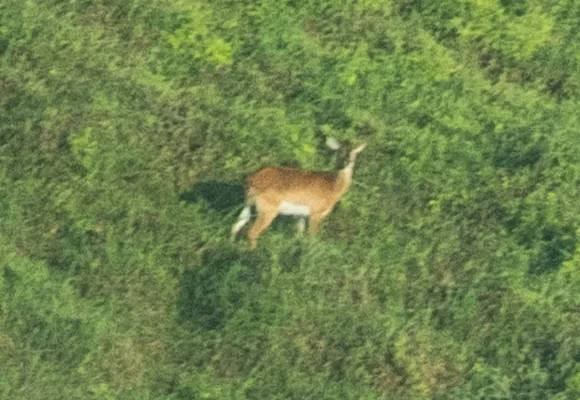 Africa’s Ghost Antelope Captured on Camera for the First Time in History