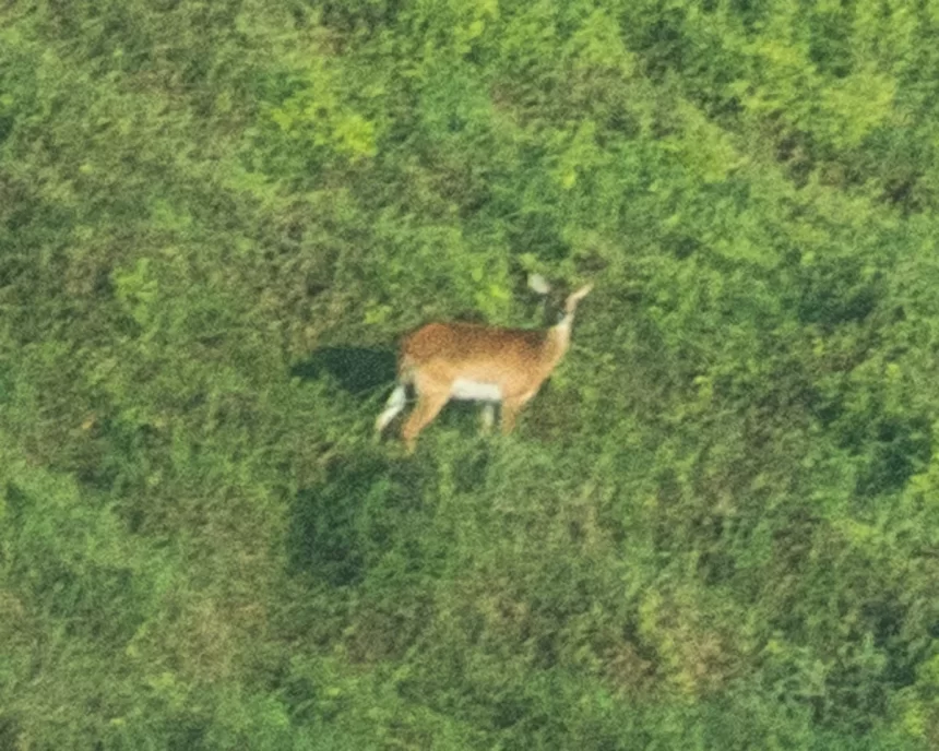 Africa’s Ghost Antelope Captured on Camera for the First Time in History