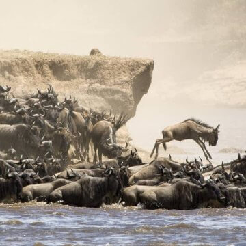 Maasai Mara Enters World Book of Records in Recognition of Great Migration Maasai Mara Enters World Book of Records in Recognition of Great Migration
