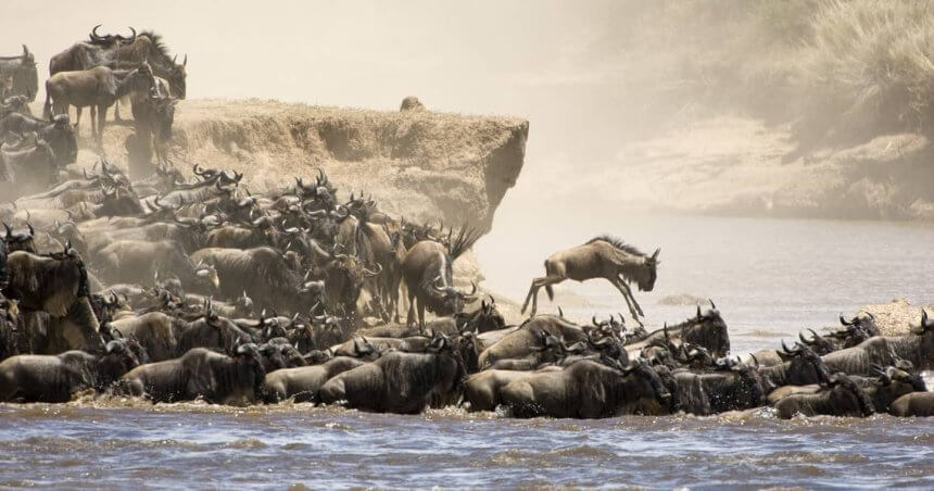Maasai Mara Enters World Book of Records in Recognition of Great Migration