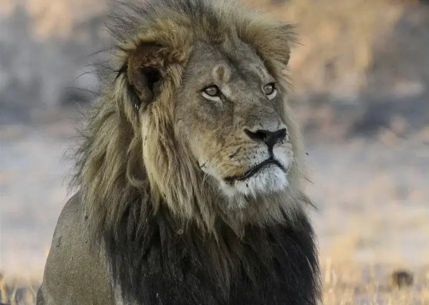 Zimbabwe Confirms Trophy Hunt of Collared Lion, Reigniting Global Fury