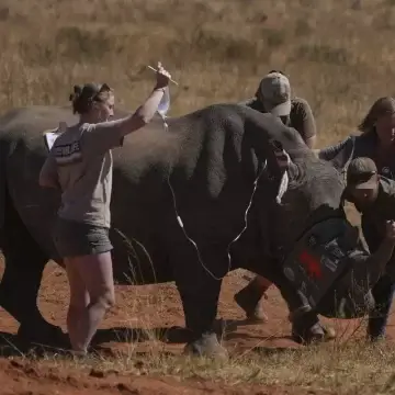 South African Scientists Launch Radioactive Anti-Poaching Drive South African Scientists Launch Radioactive Anti-Poaching Drive