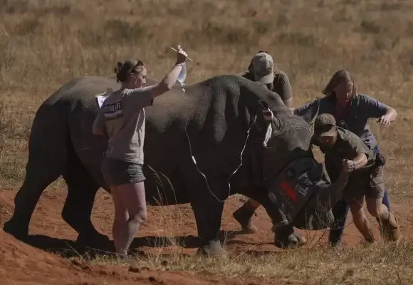 South African Scientists Launch Radioactive Anti-Poaching Drive South African Scientists Launch Radioactive Anti-Poaching Drive