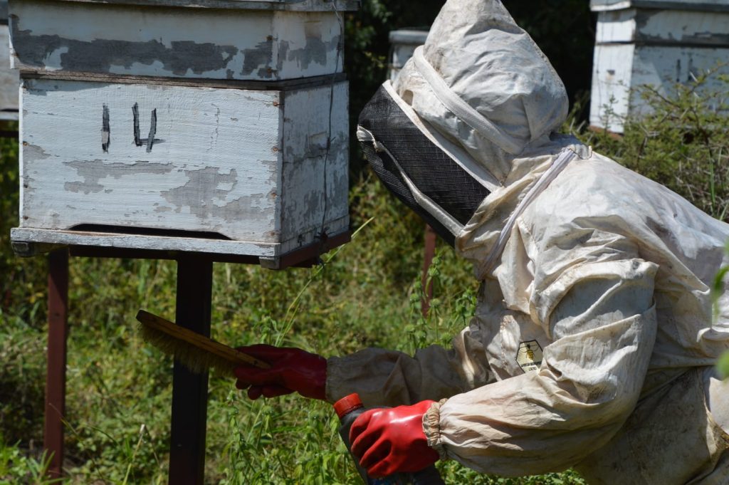 Bee Keeper in Kenya