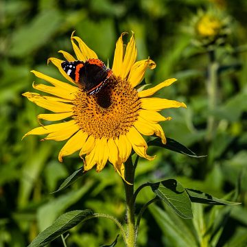 Scientists Race to Protect Pollination in a Warming World Scientists Race to Protect Pollination in a Warming World