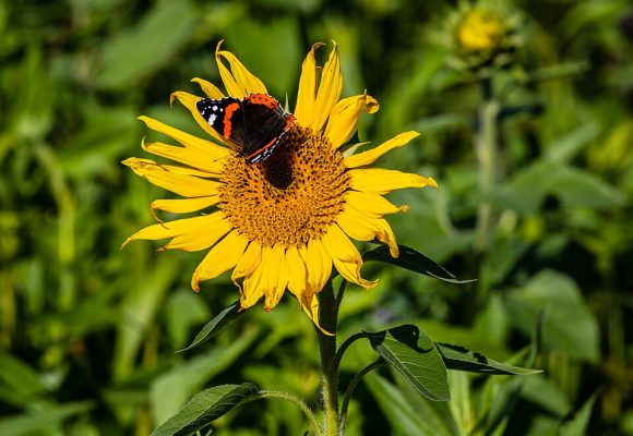 Scientists Race to Protect Pollination in a Warming World Scientists Race to Protect Pollination in a Warming World