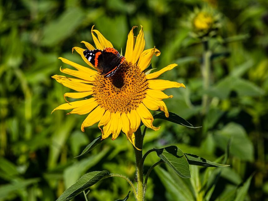 Scientists Race to Protect Pollination in a Warming World