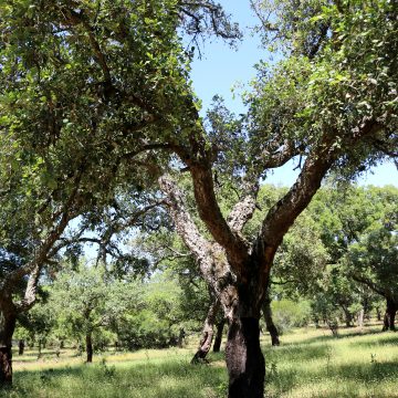 The Cork Oak Is for My Grandson The Cork Oak Is for My Grandson