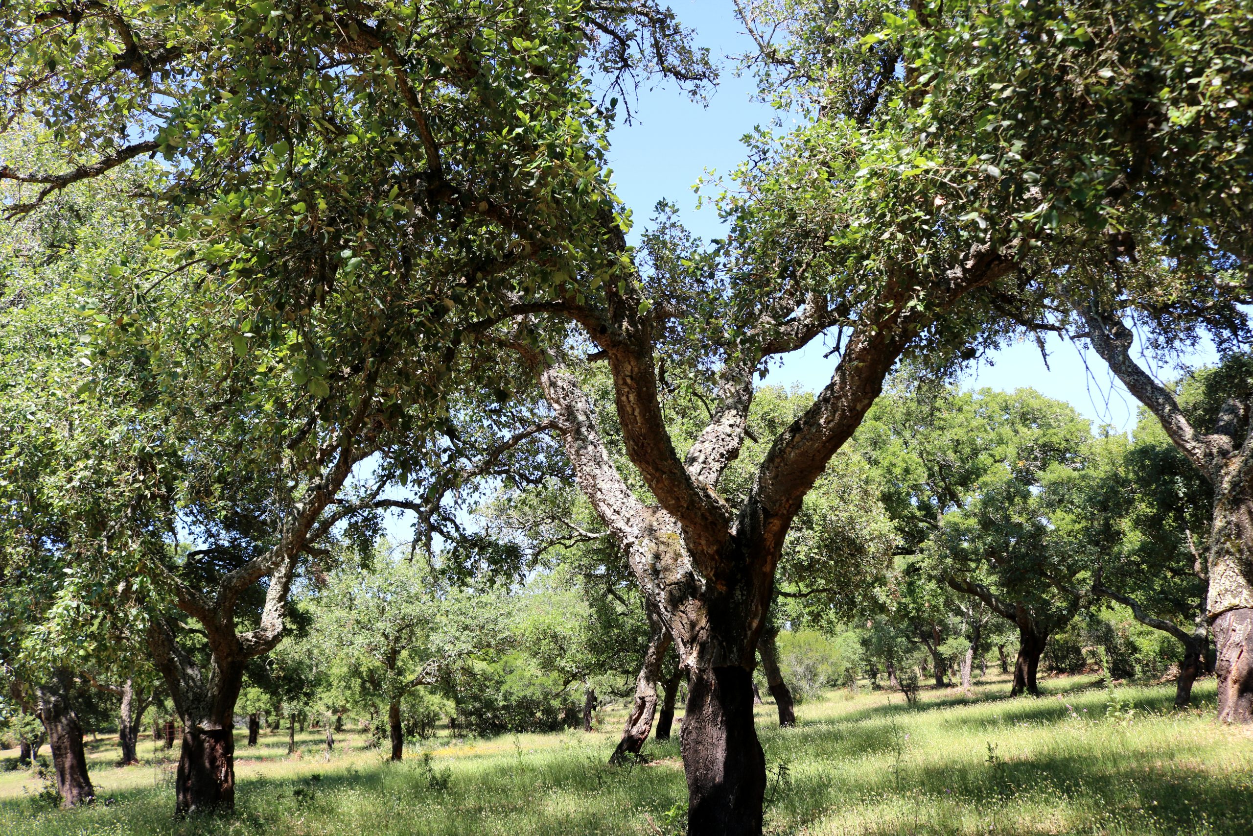 The Cork Oak Is for My Grandson