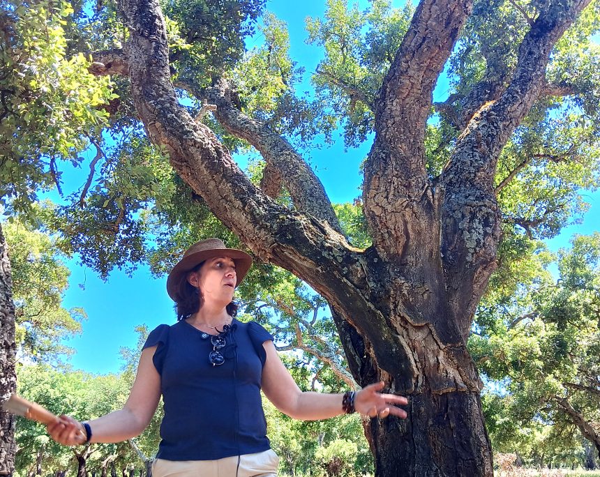 The Forest That Takes 50 Years to Pay Back