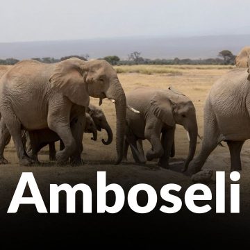 Cyanide Poisoning Suspected in Deaths of 16 Amboseli Elephants Cyanide Poisoning Suspected in Deaths of 16 Amboseli Elephants