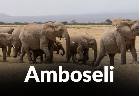 Cyanide Poisoning Suspected in Deaths of 16 Amboseli Elephants Cyanide Poisoning Suspected in Deaths of 16 Amboseli Elephants
