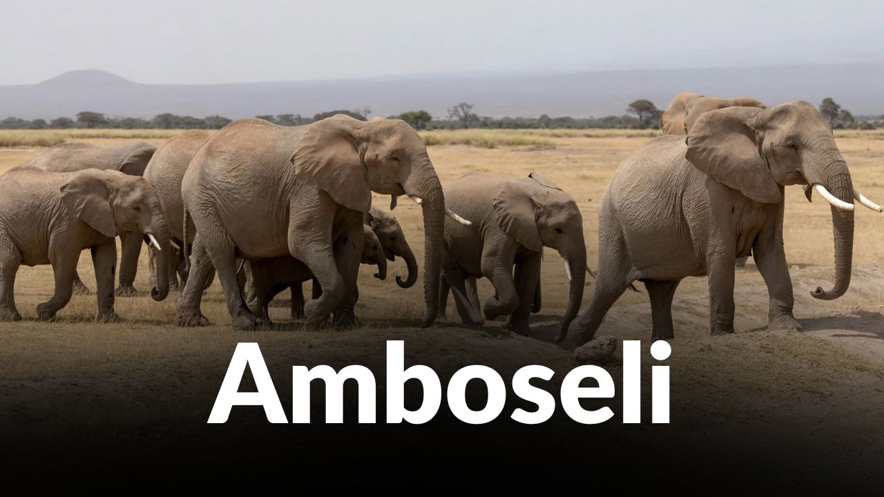 Cyanide Poisoning Suspected in Deaths of 16 Amboseli Elephants Cyanide Poisoning Suspected in Deaths of 16 Amboseli Elephants